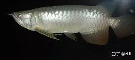 龍魚只吃沉底的食物怎么辦呢