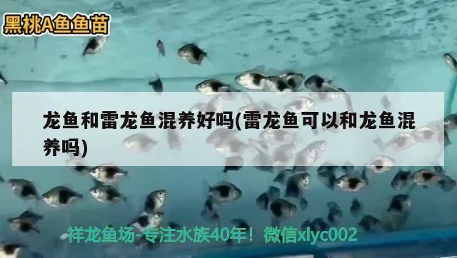 龍魚雷龍混養：雷龍魚和龍魚可以混養嗎
