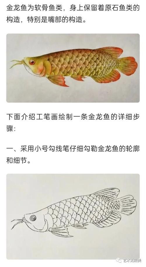 工筆畫金龍魚圖片大全欣賞 龍魚百科 第11張 工筆畫金龍魚圖片大全欣賞 工筆畫金龍魚圖片大全欣賞 龍魚百科 第11張