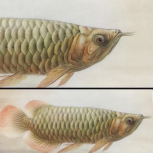 工筆畫金龍魚圖片大全欣賞 龍魚百科 第19張 工筆畫金龍魚圖片大全欣賞 工筆畫金龍魚圖片大全欣賞 龍魚百科 第19張