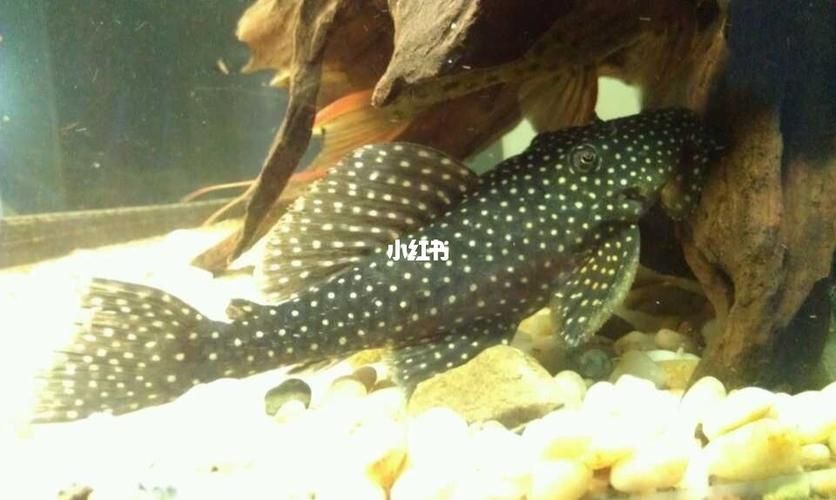 龍鉆L029品種圖片 龍鉆L029品種圖片 龍魚百科 第1張