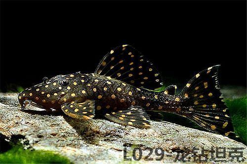 龍鉆L029品種圖片 龍鉆L029品種圖片 龍魚百科 第3張