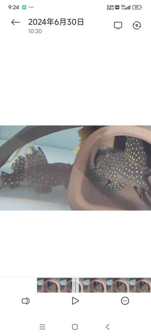 龍鉆L029品種圖片 龍鉆L029品種圖片 龍魚百科 第2張
