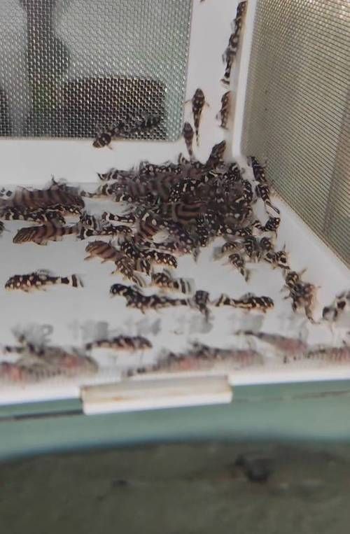 龍鉆L029品種圖片 龍鉆L029品種圖片 龍魚百科 第4張