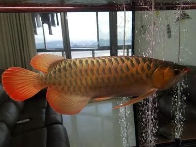 龍魚養單數是雙數好的問題，養單數還是雙數好的問題：關于龍魚養單數還是雙數好的問題以下是根據搜索結果得出的結論