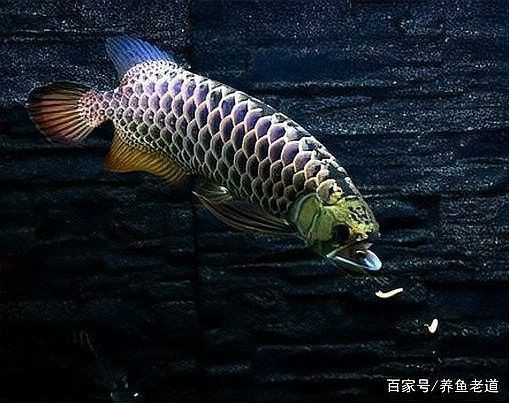 龍魚打架后如何處理傷口