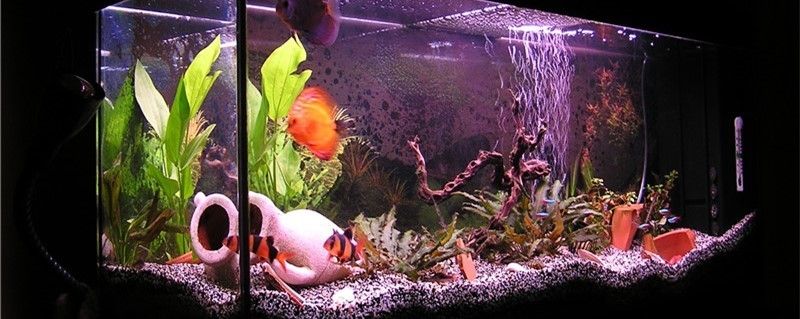 廣州龍魚微信交群（如何加入廣州地區的龍魚微信交流群）