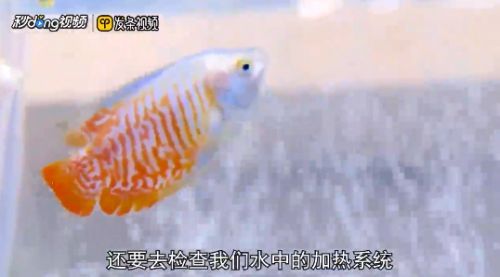龍魚(yú)缸溫度太低導(dǎo)致魚(yú)翻肚子了（龍魚(yú)水溫過(guò)低而出現(xiàn)翻肚子的情況時(shí)，首先需要做的是迅速提高水溫）