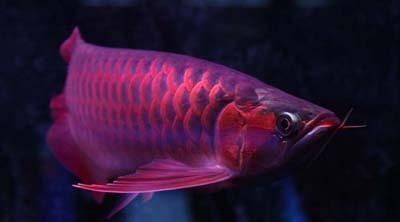 20厘米的紅龍魚年齡大不大（紅龍魚一年能長多大）