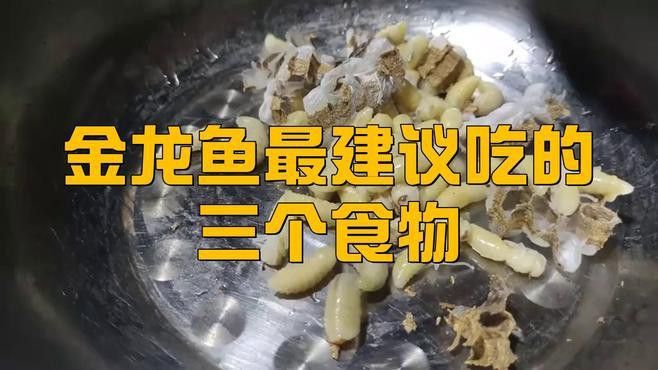 金龍魚吃什么食物最好？
