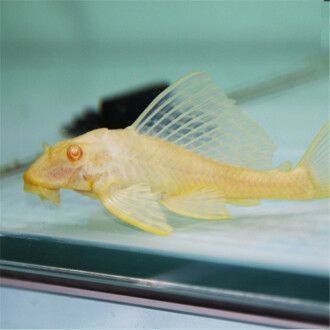 龍魚(yú)有可能捕食鼠魚(yú)嗎？：龍魚(yú)是否有可能捕食鼠魚(yú)？
