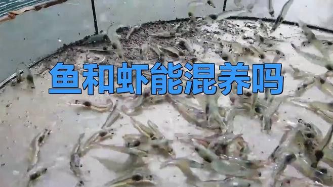 混養(yǎng)時需要注意哪些水質(zhì)參數(shù) 混養(yǎng)時需要注意哪些水質(zhì)參數(shù) 龍魚百科 第4張