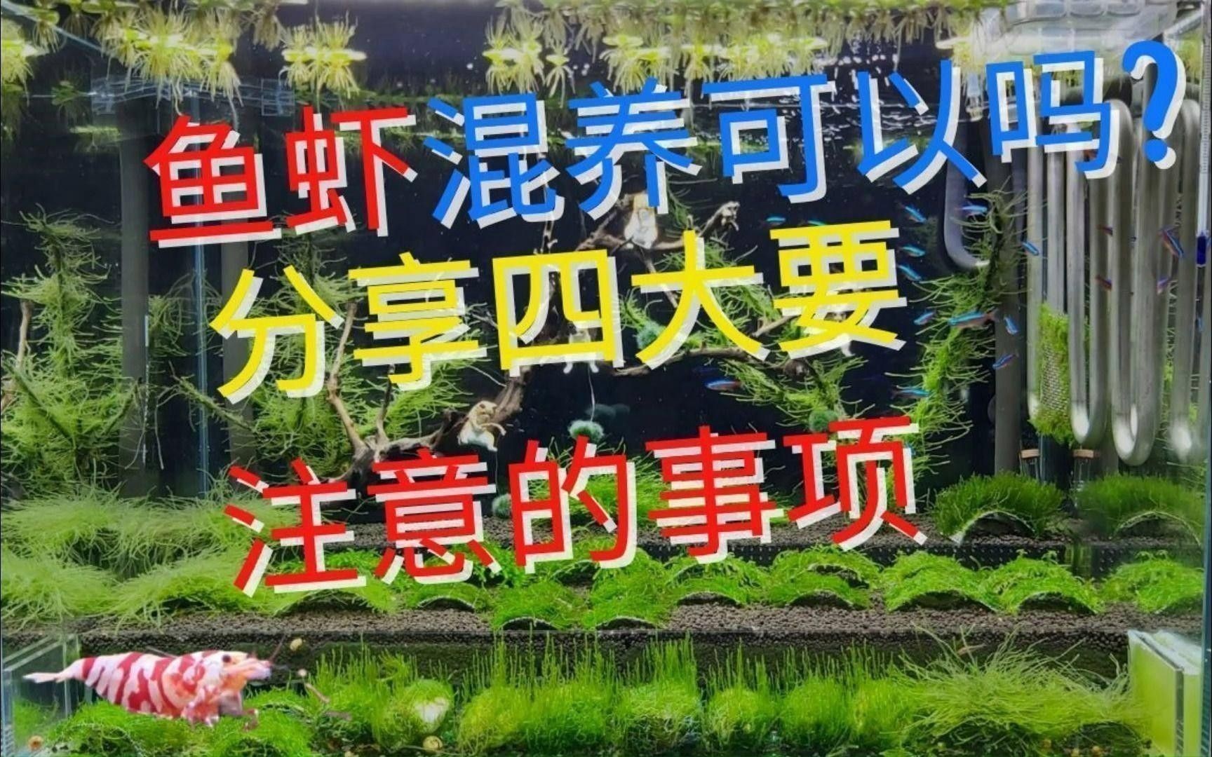 混養(yǎng)時需要注意哪些水質(zhì)參數(shù) 混養(yǎng)時需要注意哪些水質(zhì)參數(shù) 龍魚百科 第1張
