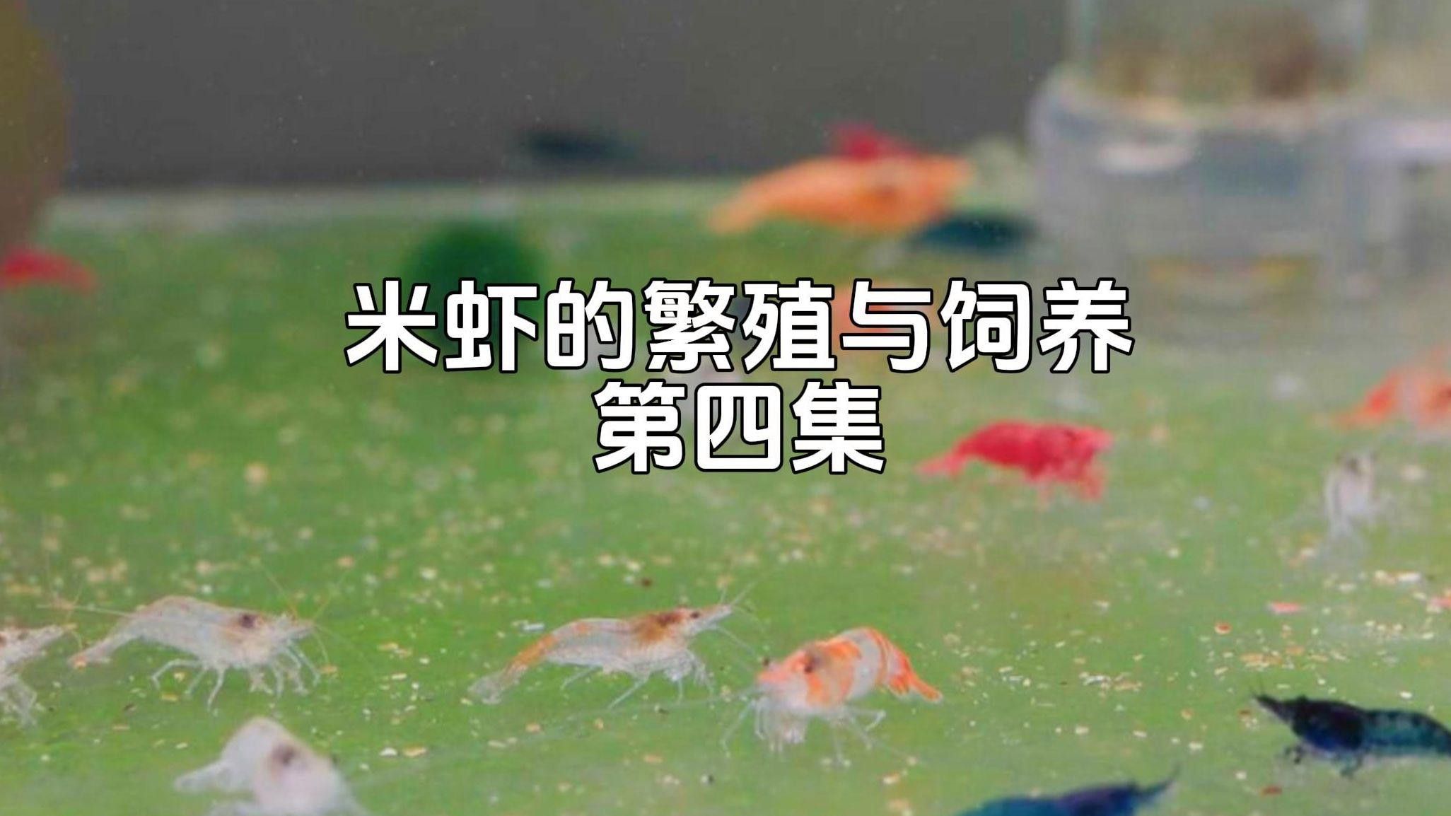 混養(yǎng)時需要注意哪些水質(zhì)參數(shù) 混養(yǎng)時需要注意哪些水質(zhì)參數(shù) 龍魚百科 第7張