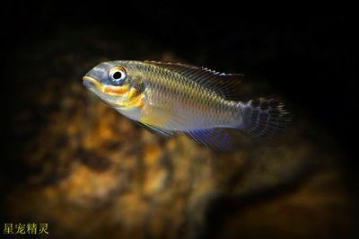 翡翠鳳凰魚市場供需分析，翡翠鳳凰魚市場價格波動原因翡翠鳳凰魚市場價格波動原因