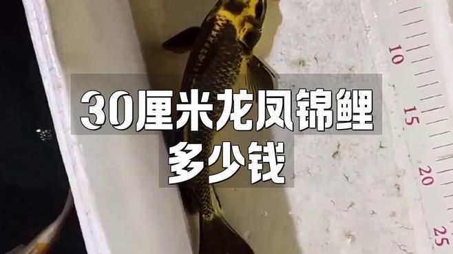 龍鳳錦鯉多少錢一只 龍鳳錦鯉多少錢一只 龍魚百科 第3張