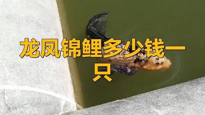 龍鳳錦鯉多少錢一只 龍鳳錦鯉多少錢一只 龍魚百科 第4張