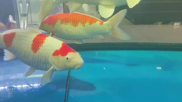龍鳳錦鯉多少錢一只 龍鳳錦鯉多少錢一只 龍魚百科 第2張