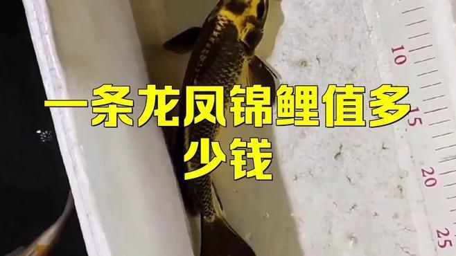 龍鳳錦鯉多少錢一只 龍鳳錦鯉多少錢一只 龍魚百科 第1張