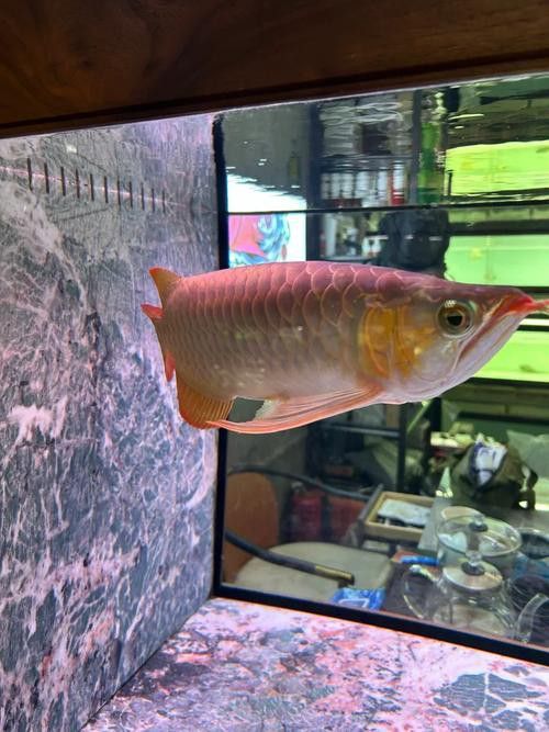 昌吉回族自治州龍魚市場