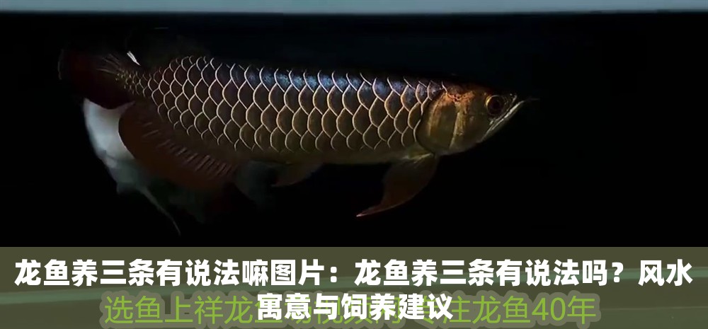 龍魚養(yǎng)三條有說法嘛圖片：龍魚養(yǎng)三條有說法嗎？風(fēng)水寓意與飼養(yǎng)建議 龍魚養(yǎng)三條有說法嘛圖片：龍魚養(yǎng)三條有說法嗎？風(fēng)水寓意與飼養(yǎng)建議 龍魚百科 第1張