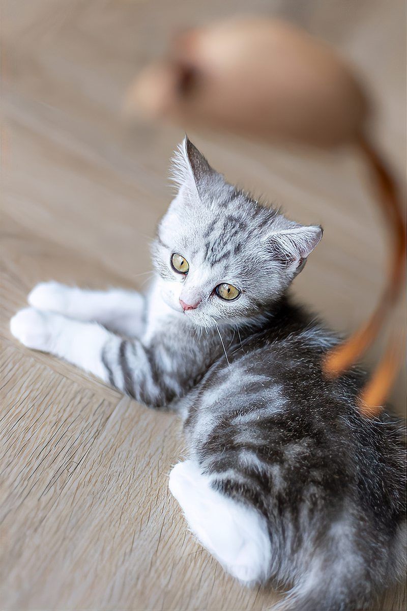 請提供更多寵物貓和龍貓一起養的好處