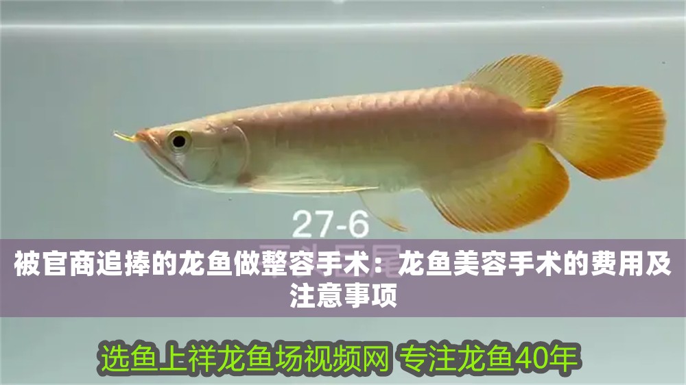 被官商追捧的龍魚做整容手術：龍魚美容手術的費用及注意事項