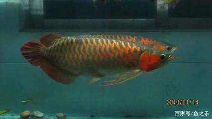 龍魚混養(yǎng)打架把尾巴打散了怎么辦:龍魚混養(yǎng)打架后如何快速恢復(fù),龍魚混養(yǎng)打架的預(yù)防措施 龍魚百科 第2張 龍魚混養(yǎng)打架把尾巴打散了怎么辦:龍魚混養(yǎng)打架后如何快速恢復(fù),龍魚混養(yǎng)打架的預(yù)防措施 龍魚混養(yǎng)打架把尾巴打散了怎么辦:龍魚混養(yǎng)打架后如何快速恢復(fù),龍魚混養(yǎng)打架的預(yù)防措施 龍魚百科 第2張