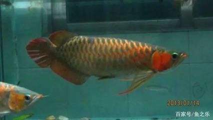 龍魚混養(yǎng)打架把尾巴打散了怎么辦:龍魚混養(yǎng)打架后如何快速恢復(fù),龍魚混養(yǎng)打架的預(yù)防措施 龍魚百科 第3張 龍魚混養(yǎng)打架把尾巴打散了怎么辦:龍魚混養(yǎng)打架后如何快速恢復(fù),龍魚混養(yǎng)打架的預(yù)防措施 龍魚混養(yǎng)打架把尾巴打散了怎么辦:龍魚混養(yǎng)打架后如何快速恢復(fù),龍魚混養(yǎng)打架的預(yù)防措施 龍魚百科 第3張