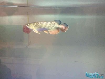 龍魚混養(yǎng)打架把尾巴打散了怎么辦:龍魚混養(yǎng)打架后如何快速恢復(fù),龍魚混養(yǎng)打架的預(yù)防措施 龍魚百科 第4張 龍魚混養(yǎng)打架把尾巴打散了怎么辦:龍魚混養(yǎng)打架后如何快速恢復(fù),龍魚混養(yǎng)打架的預(yù)防措施 龍魚混養(yǎng)打架把尾巴打散了怎么辦:龍魚混養(yǎng)打架后如何快速恢復(fù),龍魚混養(yǎng)打架的預(yù)防措施 龍魚百科 第4張