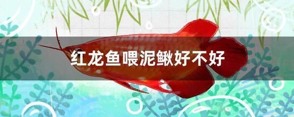 紅龍魚喂泥鰍好嗎怎么喂（紅龍魚喂食泥鰍應該注意什么，紅龍魚喂食泥鰍時應注意什么） 紅龍魚喂泥鰍好嗎怎么喂（紅龍魚喂食泥鰍應該注意什么，紅龍魚喂食泥鰍時應注意什么） 龍魚百科 第2張