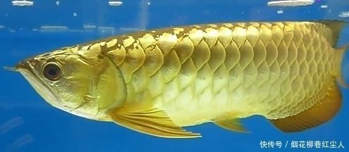 金龍魚是否兇猛，飼養者在飼養時需要注意一些事項：金龍魚很兇嗎？