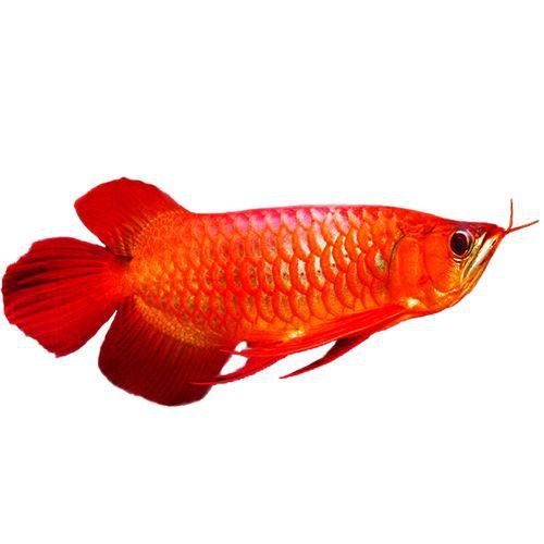 紅金龍魚值多少錢一條圖片 紅金龍魚值多少錢一條圖片 龍魚百科 第6張