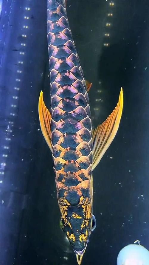紅金龍魚值多少錢一條圖片 紅金龍魚值多少錢一條圖片 龍魚百科 第15張