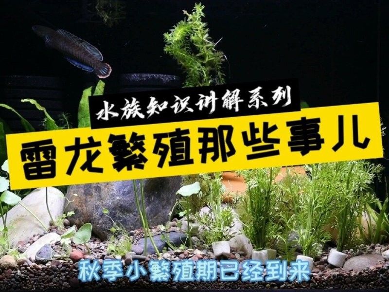 鬼王雷龍繁殖期間需要特別注意什么？ 鬼王雷龍繁殖期間需要特別注意什么？ 龍魚百科 第3張