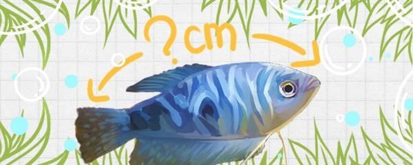 龍魚公母發色有區別嗎（關于龍魚公母發色區別的詳細信息）