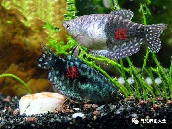 龍魚公母發色有區別嗎（關于龍魚公母發色區別的詳細信息）
