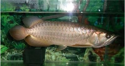 什么龍魚長不大或長得慢（如何判斷龍魚生長緩慢）