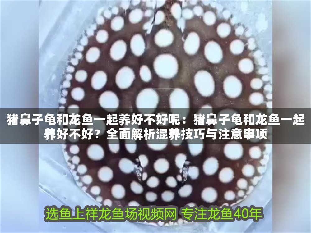 豬鼻子龜和龍魚一起養好不好呢：豬鼻子龜和龍魚一起養好不好？全面解析混養技巧與注意事項