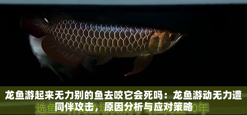 龍魚游起來無力別的魚去咬它會死嗎：龍魚游動無力遭同伴攻擊，原因分析與應對策略 龍魚游起來無力別的魚去咬它會死嗎：龍魚游動無力遭同伴攻擊，原因分析與應對策略 龍魚百科 第1張
