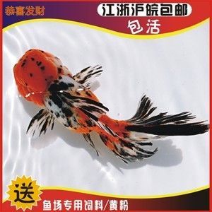 龍魚游起來無力別的魚去咬它會死嗎：龍魚游動無力遭同伴攻擊，原因分析與應對策略 龍魚游起來無力別的魚去咬它會死嗎：龍魚游動無力遭同伴攻擊，原因分析與應對策略 龍魚百科 第2張
