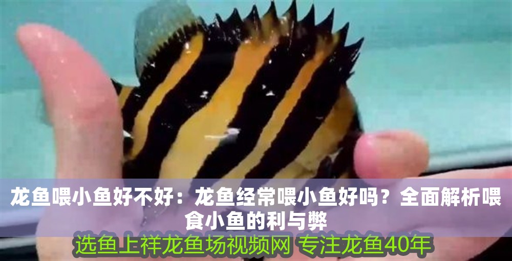 龍魚喂小魚好不好：龍魚經常喂小魚好嗎？全面解析喂食小魚的利與弊