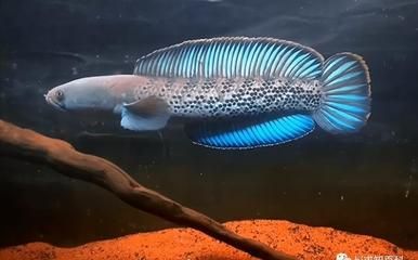 雷龍魚最簡單三個食物：雷龍魚專用魚糧搭配指南,雷龍魚肥胖預防方法