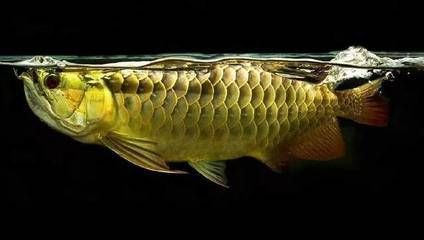龍魚怎么預防腸炎呢吃什么藥好：龍魚腸炎的早期癥狀有哪些