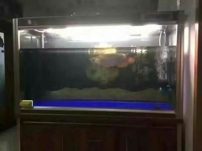 龍魚怎么預防腸炎呢吃什么藥好：龍魚腸炎的早期癥狀有哪些