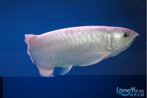 白色金龍魚價格多少錢一條圖片 白色金龍魚價格多少錢一條圖片 龍魚百科 第20張