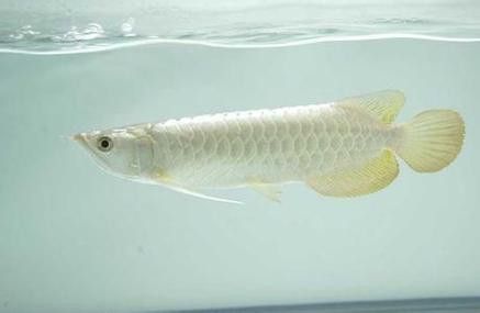 白色金龍魚價格多少錢一條圖片 白色金龍魚價格多少錢一條圖片 龍魚百科 第17張