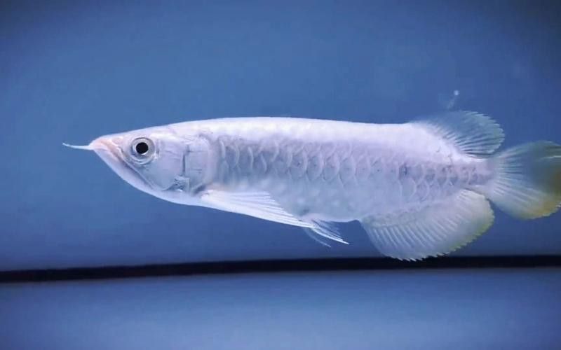 白色金龍魚價格多少錢一條圖片 白色金龍魚價格多少錢一條圖片 龍魚百科 第16張