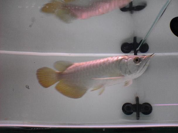 白色金龍魚價格多少錢一條圖片 白色金龍魚價格多少錢一條圖片 龍魚百科 第21張