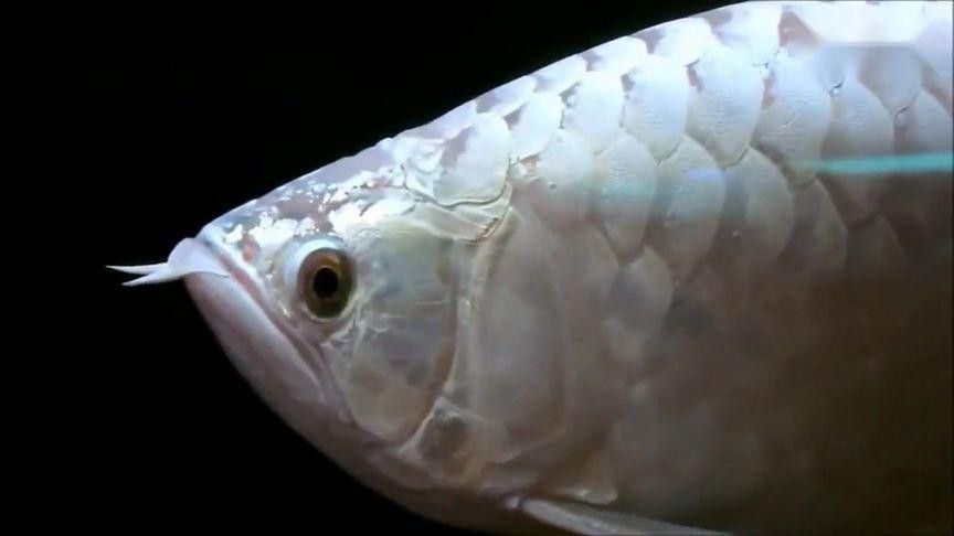 白色金龍魚價格多少錢一條圖片 白色金龍魚價格多少錢一條圖片 龍魚百科 第22張